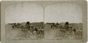 Texas/cotton_wagons0029.jpg