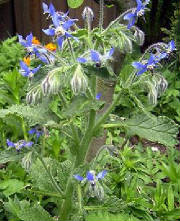 garden/Borage.JPG