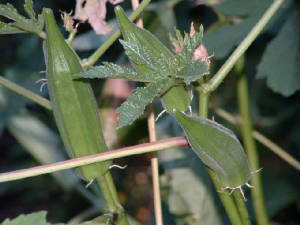 garden/okra.jpg