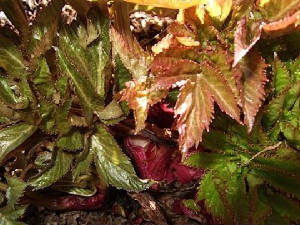 garden/angelica.JPG