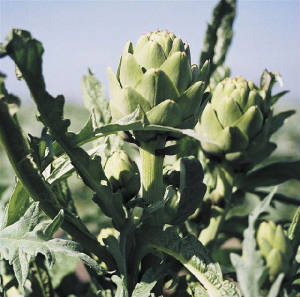 garden/artichoke.JPG