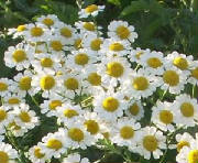 garden/camomile.JPG