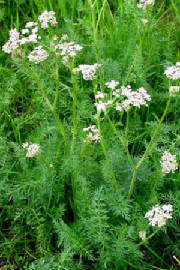 garden/caraway.JPG