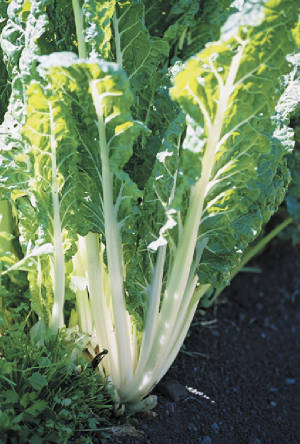 garden/chard.jpg