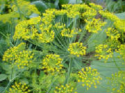 garden/dill.JPG