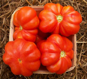 garden/largeRedTomato.jpg