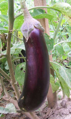 garden/longPurpleEggplant.jpg