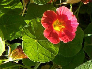 garden/nasturtium_psp2.jpg