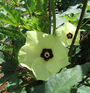 garden/okra.jpg