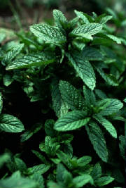 garden/peppermint.jpg