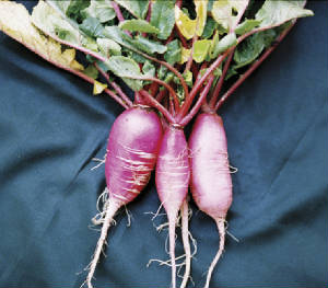 garden/radish.jpg