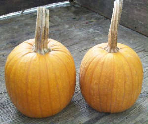 garden/smallSugarPumpkin.jpg