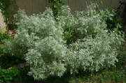 garden/wormwood-b.jpg