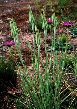 garden/salsify.JPG