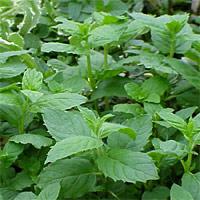 garden/spearmint.JPG