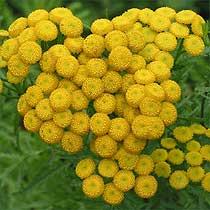 garden/tansy.JPG